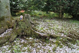 しょうぐうさんブログを更新しました。