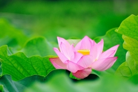 しょうぐうさんブログを更新しました。