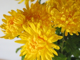 しょうぐうさんブログを更新しました。