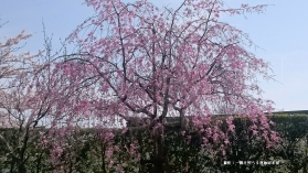 しょうぐうさんブログを更新しました。