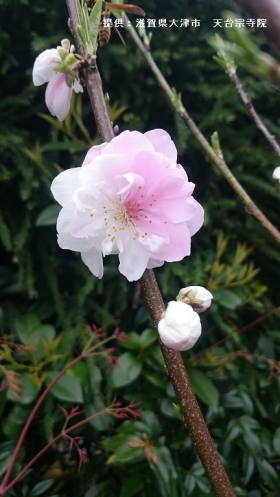 しょうぐうさんブログを更新しました。