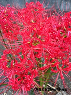 しょうぐうさんブログを更新しました。