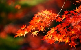 しょうぐうさんブログを更新しました。