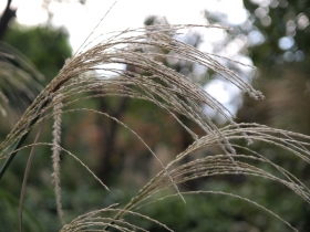 しょうぐうさんブログを更新しました。
