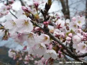 しょうぐうさんブログを更新しました。