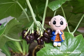 しょうぐうさんブログを更新しました！