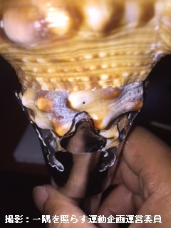 しょうぐうさんブログを更新しました！