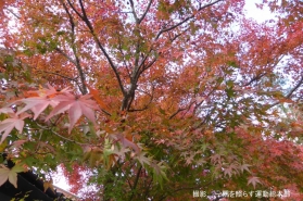 しょうぐうさんブログを更新しました！