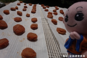 しょうぐうさんブログを更新しました！