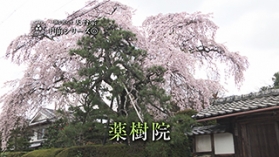 しょうぐうさんブログを更新しました！